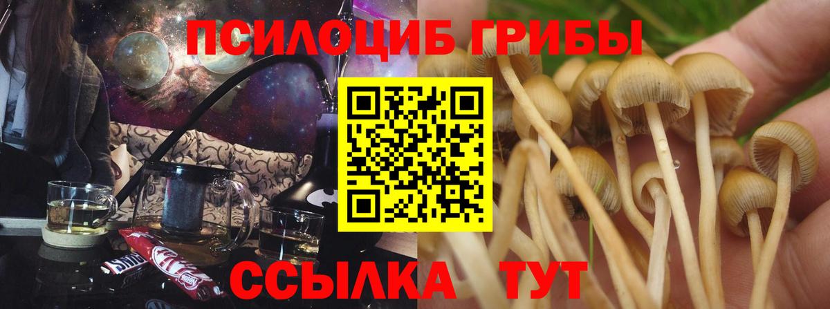 Армавир  Галлюциногенные грибы Psilocybine cubensis  Вход с VPN 